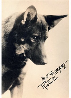 rin-tin-tin