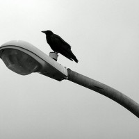 To the Crows