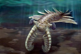 Anomalocaris1