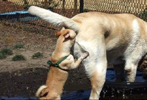 lickspittle