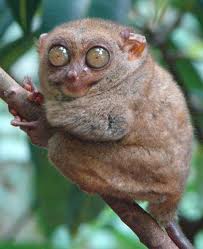 tarsier