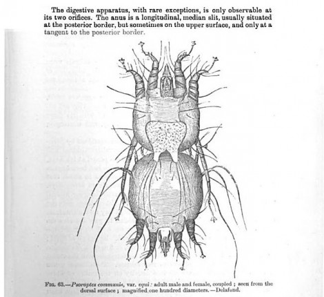 copulating scabies